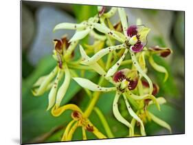 Specimen on Display at the Kew Orchid Festival-null-Mounted Photographic Print