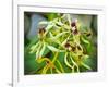 Specimen on Display at the Kew Orchid Festival-null-Framed Photographic Print