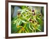 Specimen on Display at the Kew Orchid Festival-null-Framed Photographic Print