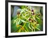 Specimen on Display at the Kew Orchid Festival-null-Framed Photographic Print