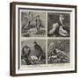 Specimens from Mr Booth's Museum of British Birds, Brighton-Alfred Chantrey Corbould-Framed Giclee Print