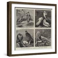 Specimens from Mr Booth's Museum of British Birds, Brighton-Alfred Chantrey Corbould-Framed Giclee Print