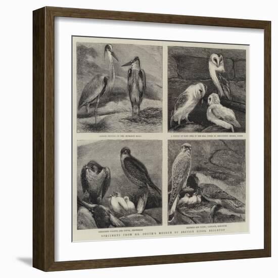 Specimens from Mr Booth's Museum of British Birds, Brighton-Alfred Chantrey Corbould-Framed Giclee Print