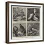 Specimens from Mr Booth's Museum of British Birds, Brighton-Alfred Chantrey Corbould-Framed Giclee Print