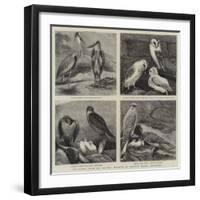 Specimens from Mr Booth's Museum of British Birds, Brighton-Alfred Chantrey Corbould-Framed Giclee Print