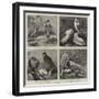 Specimens from Mr Booth's Museum of British Birds, Brighton-Alfred Chantrey Corbould-Framed Giclee Print