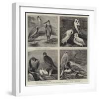 Specimens from Mr Booth's Museum of British Birds, Brighton-Alfred Chantrey Corbould-Framed Giclee Print