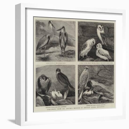 Specimens from Mr Booth's Museum of British Birds, Brighton-Alfred Chantrey Corbould-Framed Giclee Print