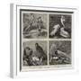 Specimens from Mr Booth's Museum of British Birds, Brighton-Alfred Chantrey Corbould-Framed Giclee Print