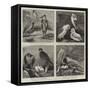 Specimens from Mr Booth's Museum of British Birds, Brighton-Alfred Chantrey Corbould-Framed Stretched Canvas