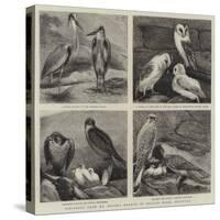 Specimens from Mr Booth's Museum of British Birds, Brighton-Alfred Chantrey Corbould-Stretched Canvas