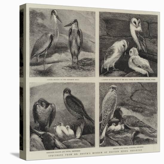 Specimens from Mr Booth's Museum of British Birds, Brighton-Alfred Chantrey Corbould-Stretched Canvas
