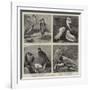 Specimens from Mr Booth's Museum of British Birds, Brighton-Alfred Chantrey Corbould-Framed Giclee Print