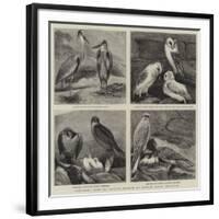 Specimens from Mr Booth's Museum of British Birds, Brighton-Alfred Chantrey Corbould-Framed Giclee Print