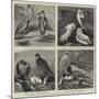 Specimens from Mr Booth's Museum of British Birds, Brighton-Alfred Chantrey Corbould-Mounted Giclee Print