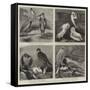 Specimens from Mr Booth's Museum of British Birds, Brighton-Alfred Chantrey Corbould-Framed Stretched Canvas