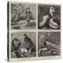 Specimens from Mr Booth's Museum of British Birds, Brighton-Alfred Chantrey Corbould-Stretched Canvas