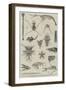 Specimens of Ocean Surface Life-null-Framed Giclee Print