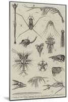 Specimens of Ocean Surface Life-null-Mounted Giclee Print