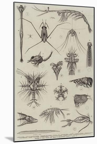 Specimens of Ocean Surface Life-null-Mounted Giclee Print