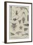 Specimens of Ocean Surface Life-null-Framed Giclee Print