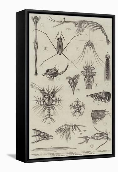 Specimens of Ocean Surface Life-null-Framed Stretched Canvas