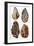 Specimens of Patination in Britain, 1926-null-Framed Giclee Print