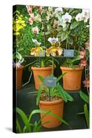 Specimens on Display at the Kew Orchid Festival, Kew Gardens, London-null-Stretched Canvas