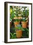Specimens on Display at the Kew Orchid Festival, Kew Gardens, London-null-Framed Photographic Print