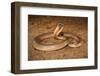Speckled brownsnake male and flicking tongue, Australia-Robert Valentic-Framed Photographic Print