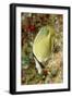 Speckled Butterflyfish-Hal Beral-Framed Premium Photographic Print