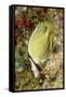 Speckled Butterflyfish-Hal Beral-Framed Stretched Canvas