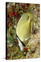 Speckled Butterflyfish-Hal Beral-Stretched Canvas