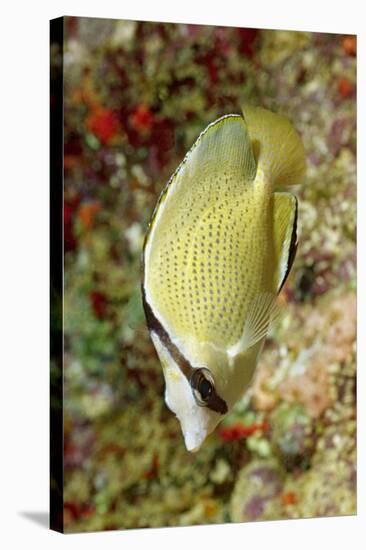 Speckled Butterflyfish-Hal Beral-Stretched Canvas