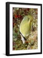 Speckled Butterflyfish-Hal Beral-Framed Photographic Print