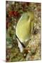 Speckled Butterflyfish-Hal Beral-Mounted Photographic Print