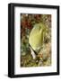 Speckled Butterflyfish-Hal Beral-Framed Photographic Print