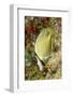 Speckled Butterflyfish-Hal Beral-Framed Photographic Print