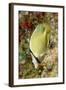 Speckled Butterflyfish-Hal Beral-Framed Photographic Print