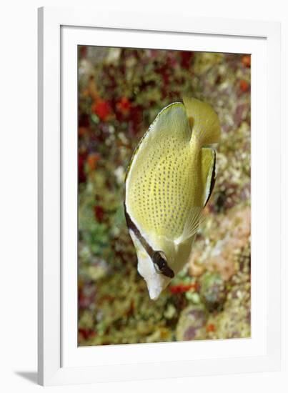 Speckled Butterflyfish-Hal Beral-Framed Photographic Print