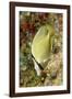Speckled Butterflyfish-Hal Beral-Framed Photographic Print