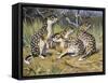 Speckled Ground Squirrel or Spotted Souslik (Citellus Suslicus), Sciuridae-null-Framed Stretched Canvas