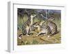 Speckled Ground Squirrel or Spotted Souslik (Citellus Suslicus), Sciuridae-null-Framed Giclee Print