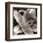 Speckled Lily-null-Framed Art Print