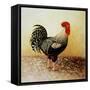 Speckled Rooster-Dory Coffee-Framed Stretched Canvas