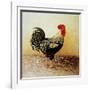 Speckled Rooster-Dory Coffee-Framed Giclee Print