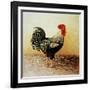 Speckled Rooster-Dory Coffee-Framed Giclee Print