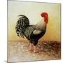 Speckled Rooster-Dory Coffee-Mounted Giclee Print