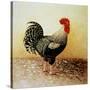 Speckled Rooster-Dory Coffee-Stretched Canvas