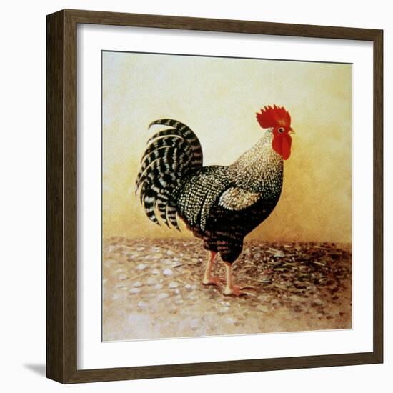 Speckled Rooster-Dory Coffee-Framed Giclee Print